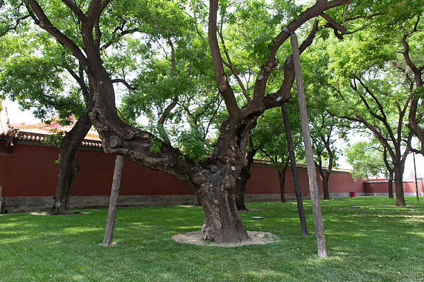 eighteen Scholar tree of Forbidden City