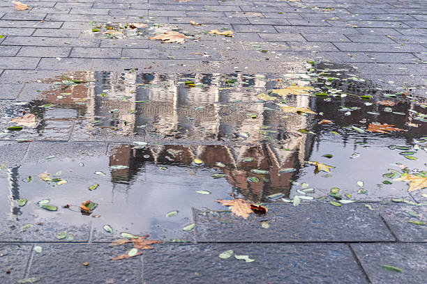 Autumn Leaves Floating in Rain Puddle