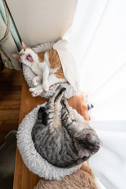 istock Two cute cats relaxing by the window 2235867596