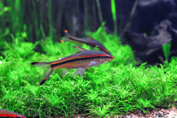 istock Denisons barb fish with stripe swimming and water plants in aquarium, side view 2235869079