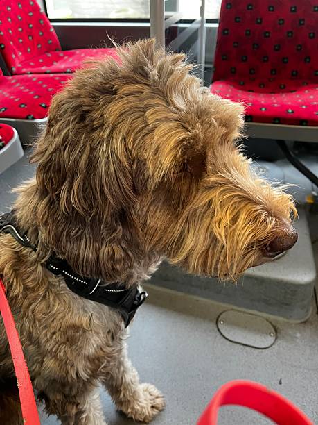 istock A cute brown dog travels by bus and train 2235869922