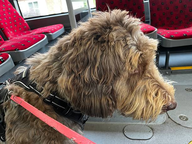 istock A cute brown dog travels by bus and train 2235870471