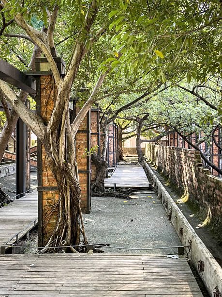 istock Wooden Walkway Through a Green Oasis 2235870762
