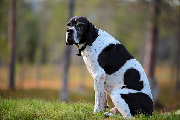 istock Dog english pointer portrait 2235871253