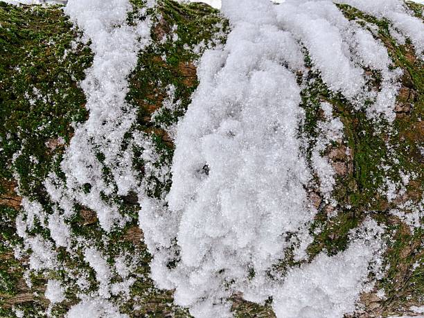 Detailed Texture of Melting Snow on Green Mossy Tree Bark