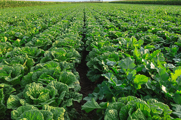 istock Chinese cabbage crops growing at field 2235872196