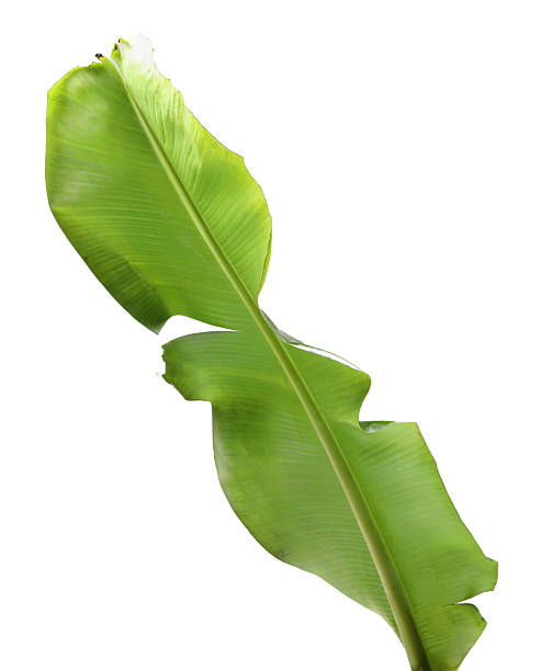 istock Fresh green banana tree leaf isolated on white 2235874001
