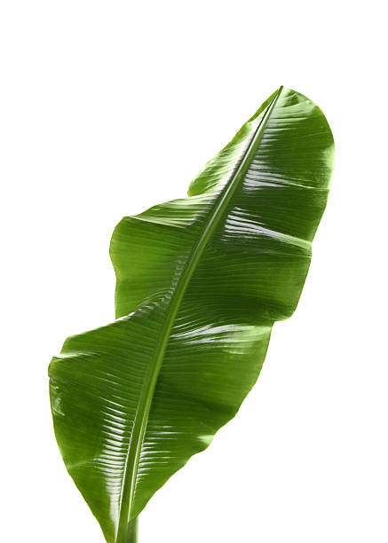 istock Fresh green banana tree leaf isolated on white 2235874034