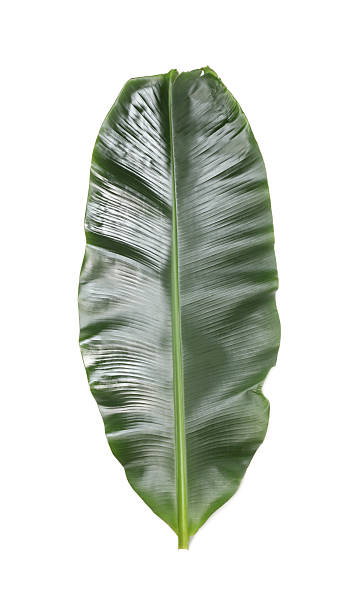 istock Fresh green banana tree leaf isolated on white 2235874035