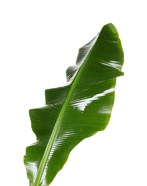 istock Fresh green banana tree leaf isolated on white 2235874107
