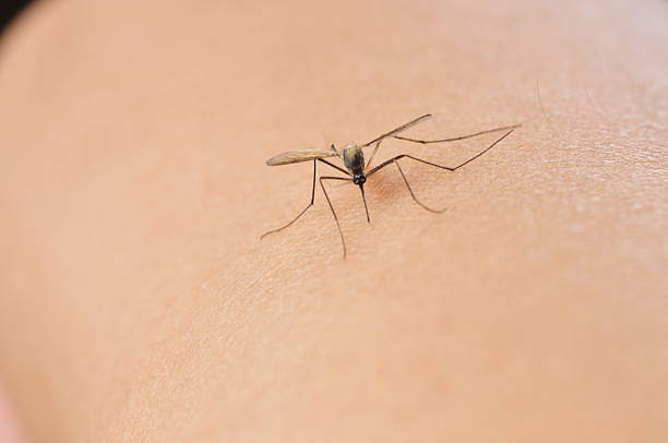 Female mosquitoes at night Causes of dengue fever