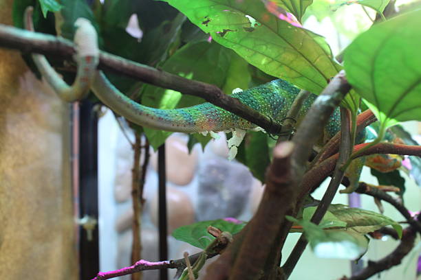 istock A green chameleon is sitting on a branch, hiding. Chameleon 2235875419