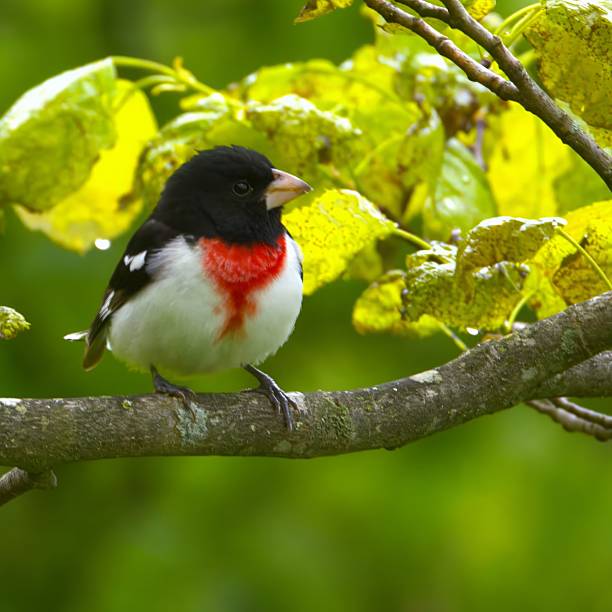 istock Rose-breasted grosbeak on a branch. 2235875589