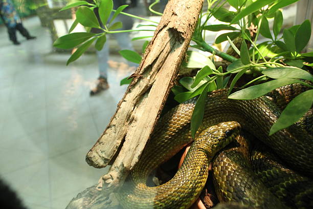 Elaphe carinata crawls on a tree among the leaves.