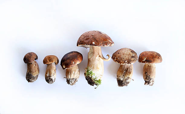 istock Organic porcini mushrooms. 2235876108