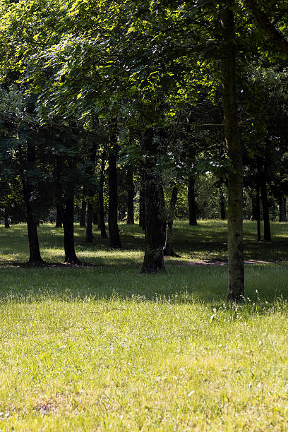 istock mixed forest with different types of deciduous trees in sunny, warm weather with large and strong winds in summer, trees growing in the summer during the daytime 2235876177