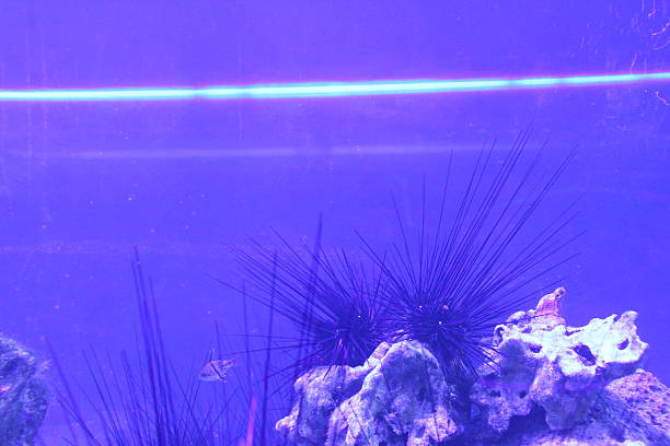 colony of long-spined sea urchins illuminated by the sun on the seabed, Red Sea, Eilat, Israel