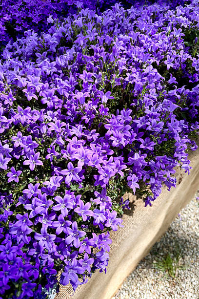 istock Purple Campanula flowers. 2235876887