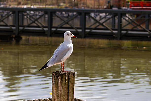 istock Seagull perched on a wooden post by a calm river with a bridge in the background. 2235877106