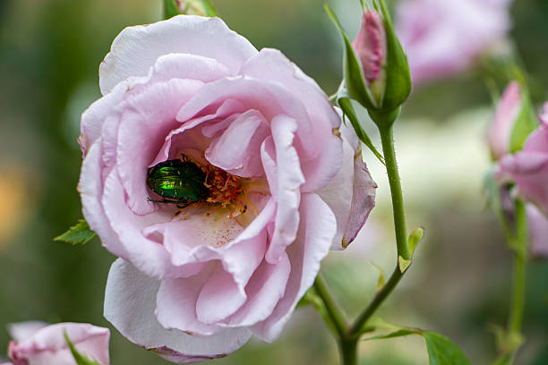 istock Cetonia aurata on a rose flower 2235877384