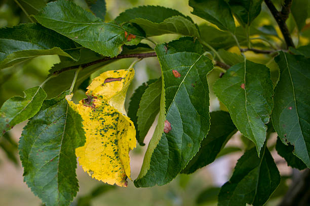 istock Apple tree leaves affected by a fungal disease. 2235877621