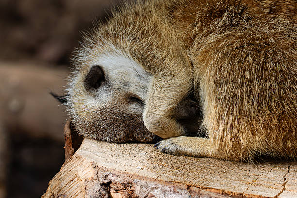 istock A meerkat sleeping curled up on a tree stump, covering its face with its paw. 2235877641
