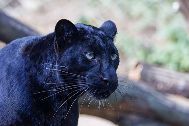 istock Close-up of a black panther with piercing eyes in a natural setting. 2235879332