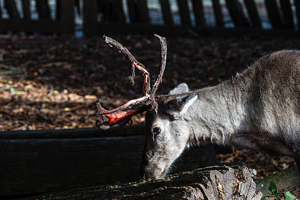 White deer close up