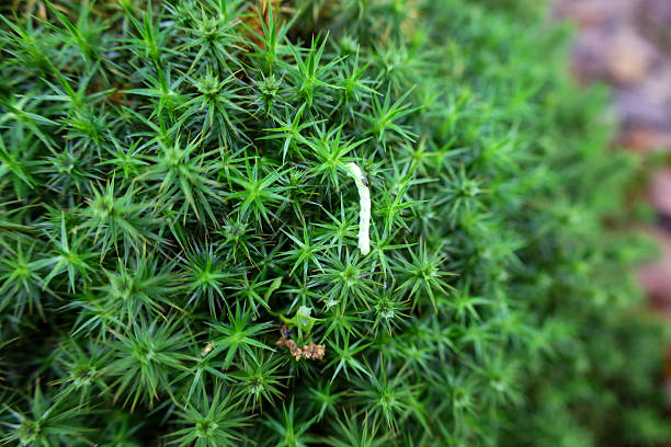 A slender light-green caterpillar crawls on dense, green moss, which creates a striking natural background. The macro photograph captures the details of the insect and vegetation, highlighting the beauty and harmony of wild nature.