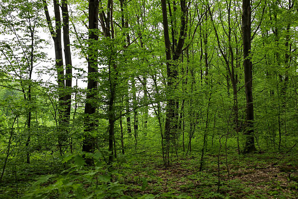 istock Young and old trees with dense, vibrant green canopies form a thick forest, creating a sense of calm and tranquility. The image conveys the freshness and energy of spring, and highlights the mystery of the wild. 2235879524
