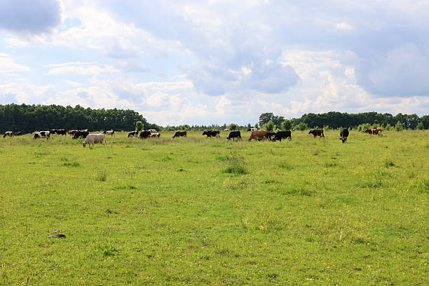 istock Cows of various colors graze in a large green meadow under a cloudy sky, creating an idyllic rural landscape. The scene shows tranquil country life harmoniously blending with the natural environment. 2235879532
