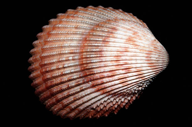 A detailed macro photograph capturing a Conus species alongside red and white coral reefs, set against a black background, highlighting their vibrant and intricate features.