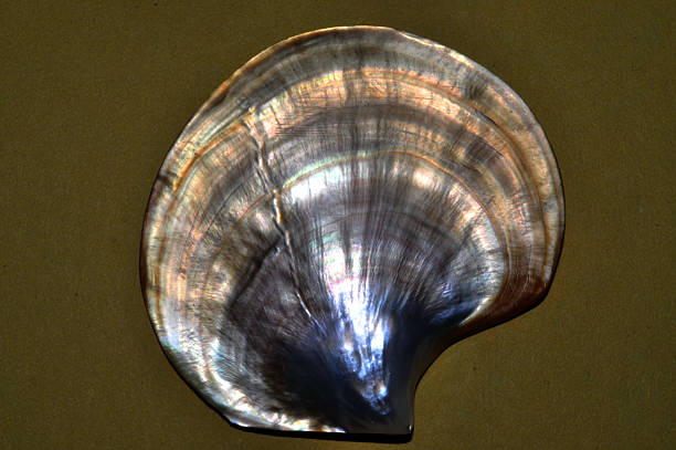 istock Seashell Oyster, India, Asia 2235880300