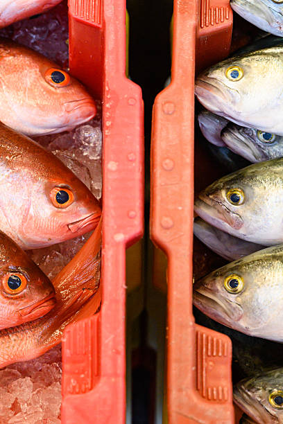 Fresh fishes on local fish market stall.\nPalawan Island - Philippines.