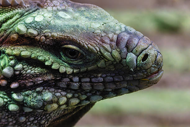 istock Close-up of a lizard's textured head with scales and patterns. 2235880564