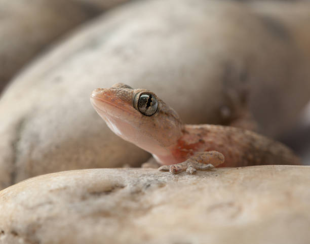 istock Baby Gecko among Rocks 2235880627