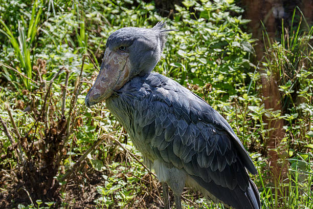 istock A shoebill stork standing in lush greenery, showcasing its large beak. 2235880811