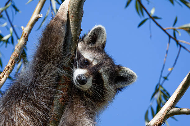 istock Raccoon (Procyon lotor) climbing a tree against a clear blue sky. 2235881176