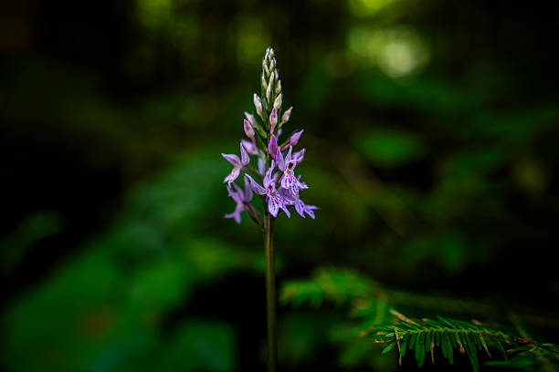 Close-up of vibrant purple flowers with green leaves against a soft green background, showcasing nature's beauty.