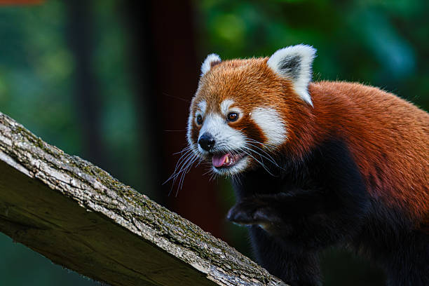istock A red panda (Ailurus fulgens) climbing on a tree branch in a forest setting. With his tongue outside his mouth 2235882406