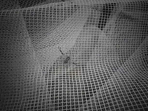 Abstract monochrome picture of a spider on a mosquito net. White net against a black background