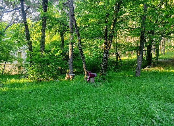 A meadow with bright green spring grass in the yard. Bushes, coniferous and deciduous trees. An old burgundy-colored chair lies on a stump
