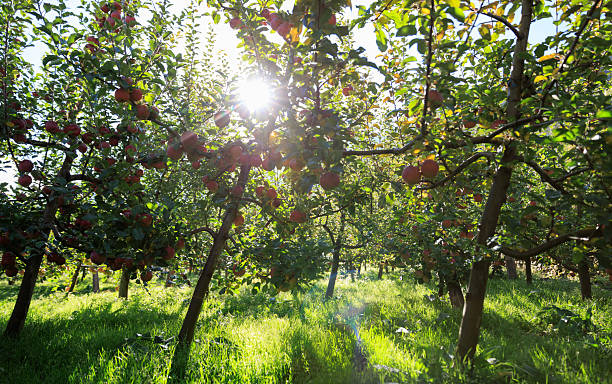 istock Ripe apples grow on tree in morning sunshine 2235883106