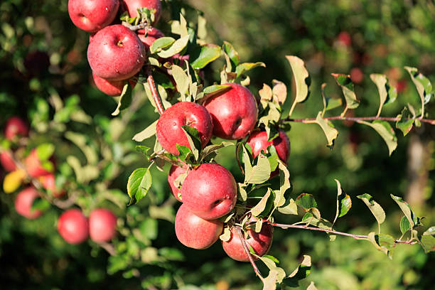 Red apples grow on tree in morning sunshine