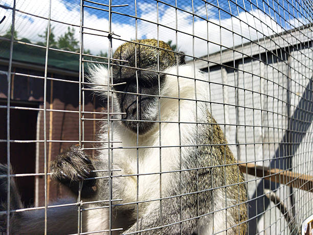 istock Monkey in enclosure looking through bars on a sunny day 2235884337