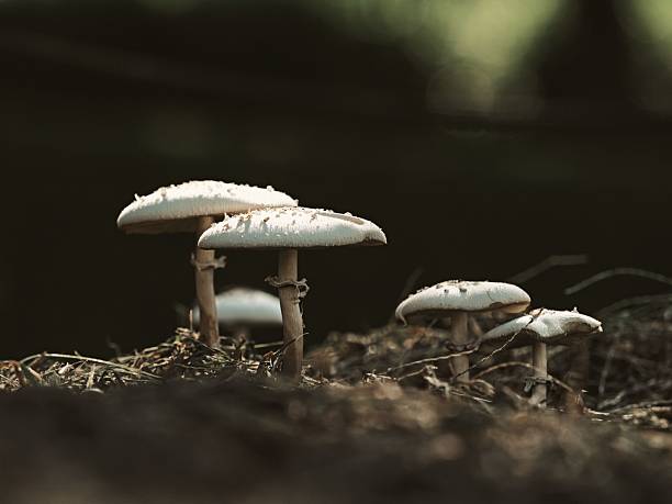 istock False parasol or Chlorophyllum molybdites illuminated with the sinking sun 2235885951