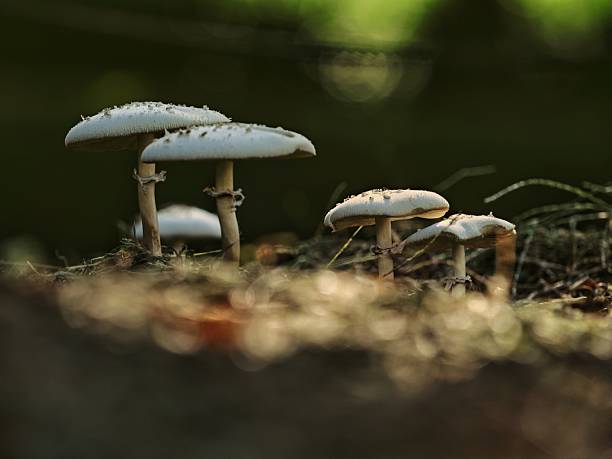istock False parasol or Chlorophyllum molybdites illuminated with the sinking sun 2235885955