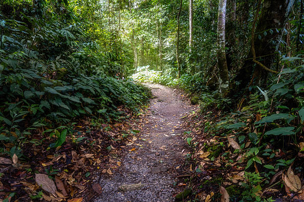istock Scenic Hiking Trail Through a Tropical Jungle 2235886196