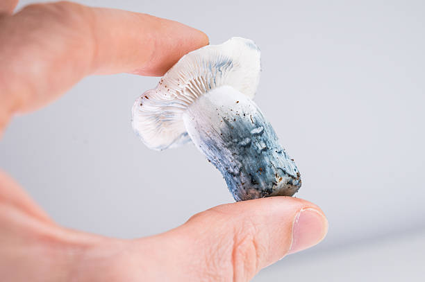 istock Albino Penis Envy Psilocybe cubensis 2235886589
