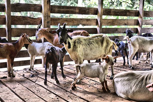 istock Elevated goat barn building in Borneo, Malaysia 2235888993